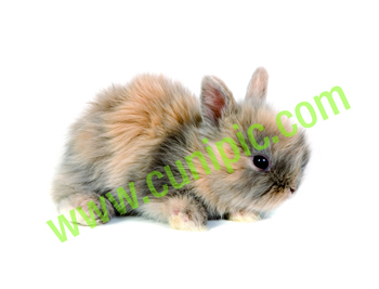 Conejo Angora Arlequin Lila