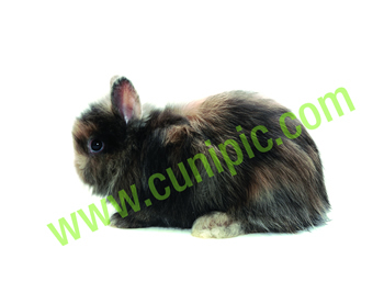 Conejo Angora Arlequin