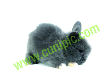 Conejo Angora Azul