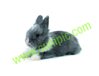 Conejo Angora Holandes Azul