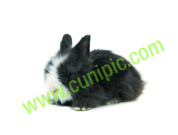 Conejo Angora Holandes Negro