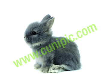 Conejo Angora Manta Azul