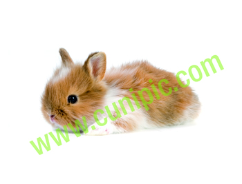Conejo Angora Manta Marron