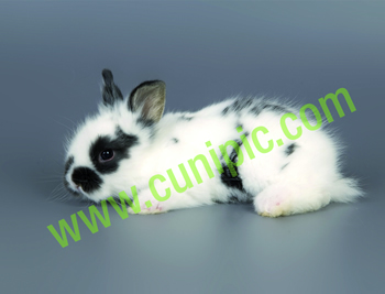 Conejo Angora Mariposa Negro