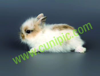 Conejo Angora Mariposa Tricolor