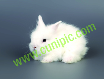 Conejo Angora Polones