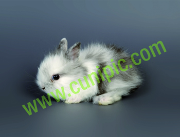 Conejo Angora Rhon