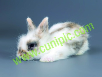 Conejo Angora Tricolor
