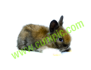 Conejo Angora Turingia