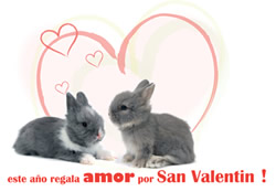 Conejos San Valentin