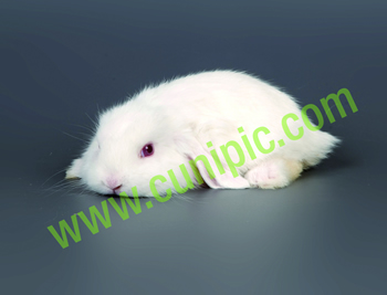 Conejo Belier Albino