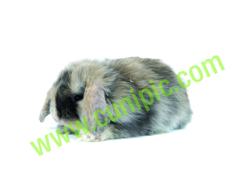 Conejo Belier Arlequin