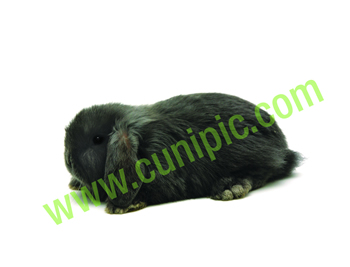 Conejo Belier Azul de Beveren