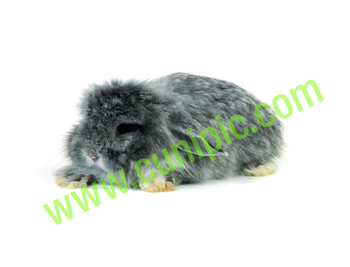 Conejo Belier Chinchilla
