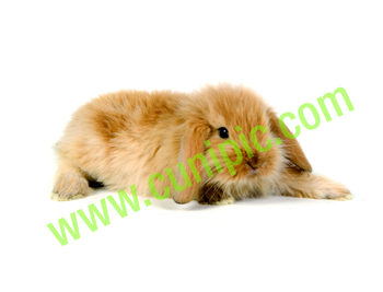 Conejo Belier Crema