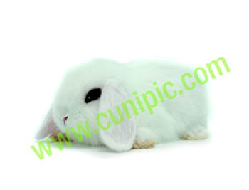 Conejo Belier Hotot