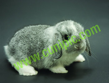 Conejo Belier Manta Chinchilla