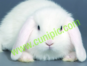 Conejo Belier Polones