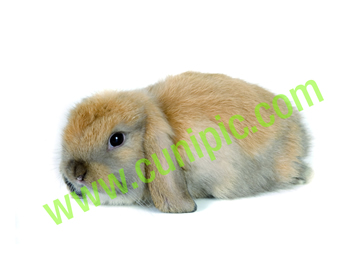 Conejo Belier Turingia