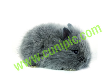 Conejo Toy Azul Cabeza de Leon