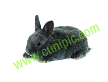 Conejo Rex Azul