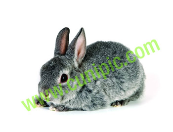 Conejo Rex Chinchilla