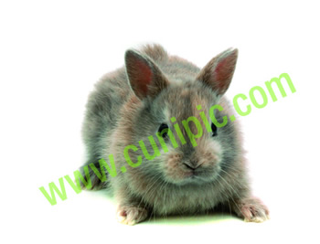 Conejo Toy Arlequin Lila