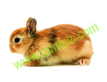 Conejo Toy Arlequin