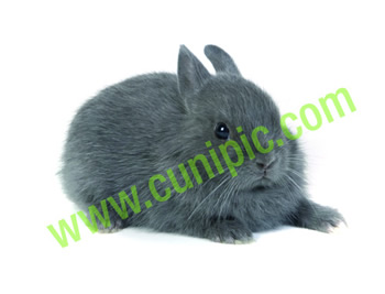 Conejo Toy Azul de Beveren