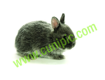 Conejo Toy Azul Plata