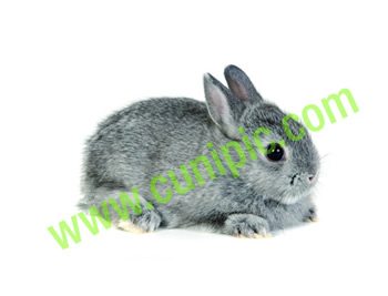 Conejo Toy Chinchilla