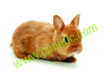 Conejo Toy Gold