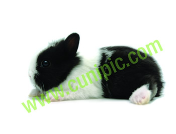 Conejo Toy Holandes Negro