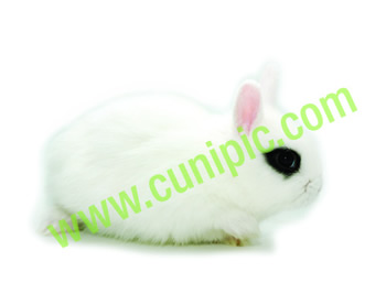 Conejo Toy Hotot