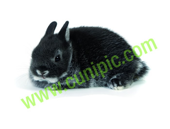 Conejo Toy Negro Plata
