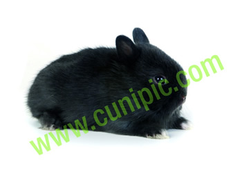 Conejo Toy Negro