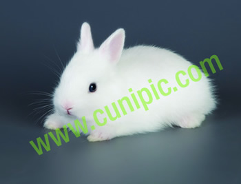 Conejo Toy Polones