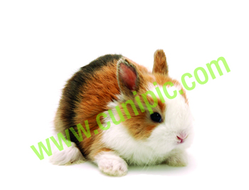 Conejo Toy Tricolor Arlequin