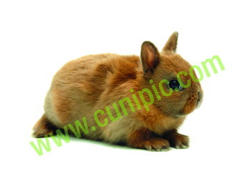 Conejo Toy Turinga